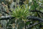 PICTURES/Wildflowers - Desert in Bloom/t_Green Spikes2.JPG